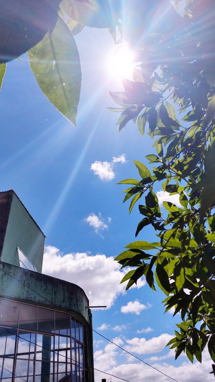 LOW ANGLE VIEW OF SUNLIGHT STREAMING THROUGH PLANTS