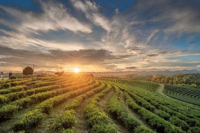 Scenic view of agricultural field against sky during sunset