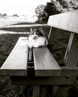 Cat sitting on bench