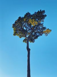 Low angle view of tree against clear blue sky