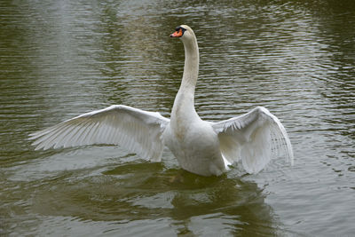 Swan swimming in lake