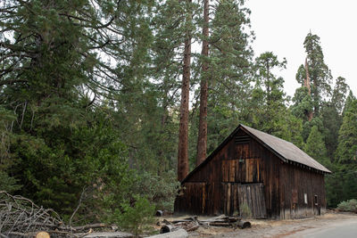 House amidst trees and plants in forest
