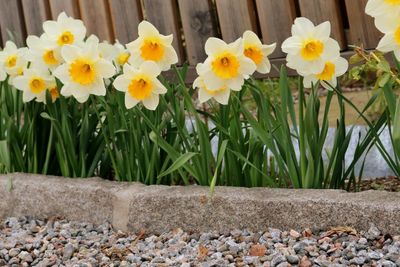 Close-up of yellow crocus flowers