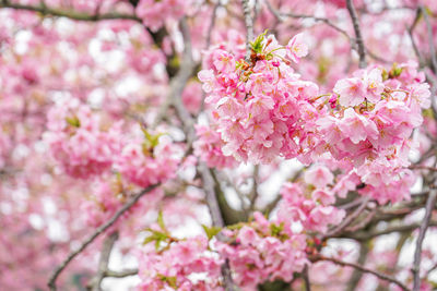 Close-up of pink cherry blossom