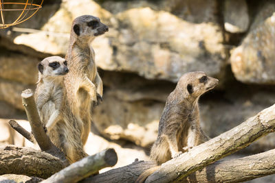 Meerkats on wood