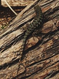 Close-up of lizard on tree trunk