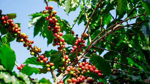 Low angle view of berries on tree