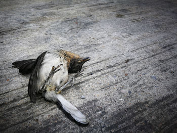 High angle view of bird on footpath