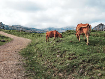 Horses in a field