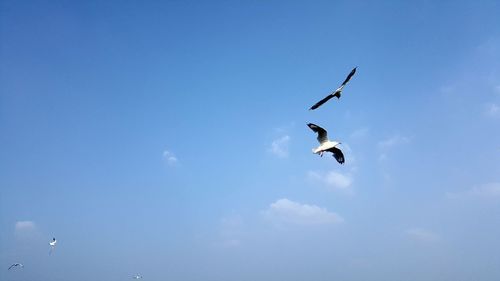 Low angle view of seagulls flying in sky