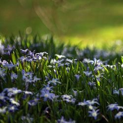 Close-up of flowers blooming in field