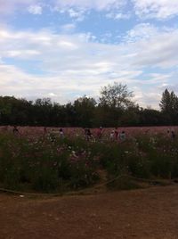 Flowers growing on field against sky