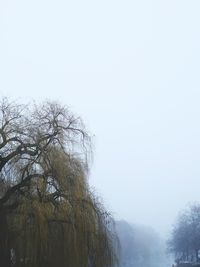 Low angle view of trees against clear sky