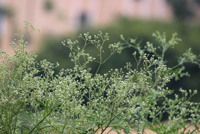 Close-up of flowering plants on field