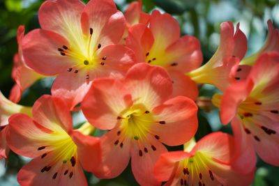 Close-up of pink flowers