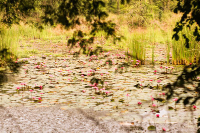 Scenic view of lake