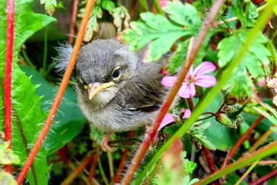 Close-up of bird