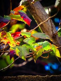 Close-up of leaves on branch