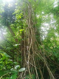 Low angle view of trees growing in forest