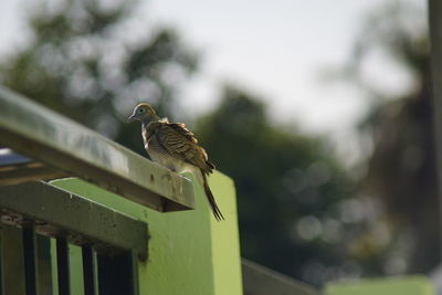 Low angle view of bird perching on railing