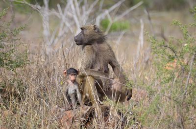 Baboon with infant sitting on rock
