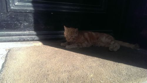 Cat resting on floor