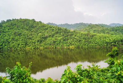 Scenic view of lake surrounded by trees