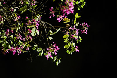 Close-up of flowers against black background