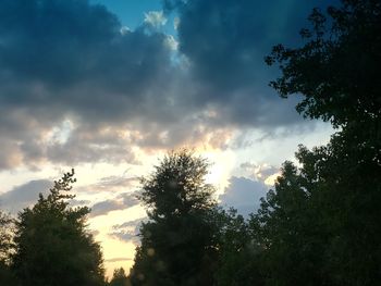 Low angle view of trees against sky