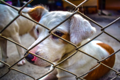 Close-up of dog looking through chainlink fence