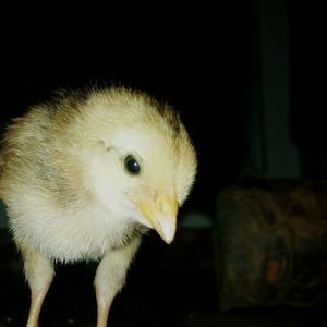 Close-up of a bird