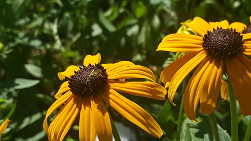 Close-up of honey bee on yellow flower