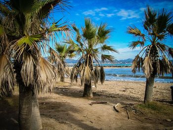 Palm trees on beach against sky