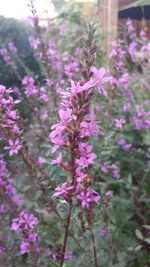 Close-up of purple flowers growing on plant