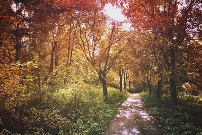 Walkway amidst trees in forest during autumn