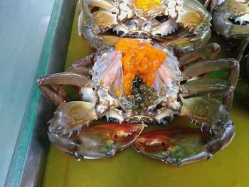 High angle view of crab