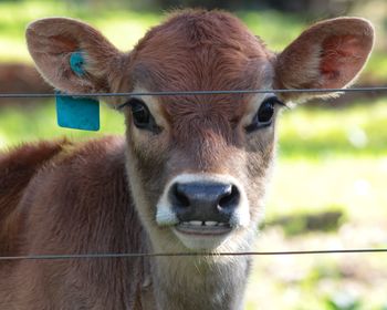 Close-up portrait of cow on field