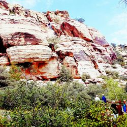 Plants growing on cliff against sky