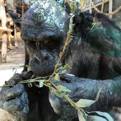 Close-up of monkey in zoo