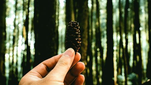 Close-up of hand holding pine cone in forest
