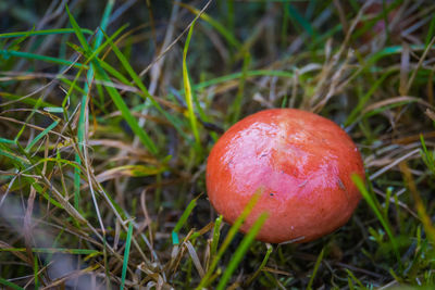 Close-up of apple on field