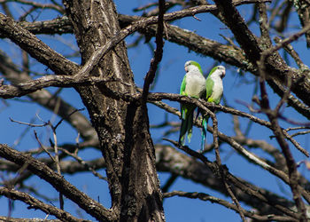 Low angle view of bird perching on branch