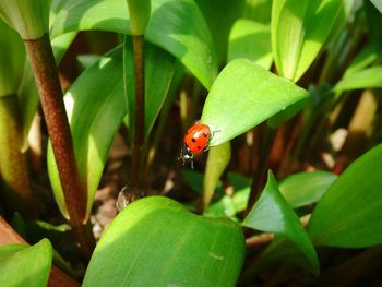 Close-up of ladybug on plant