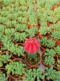 High angle view of succulent plant