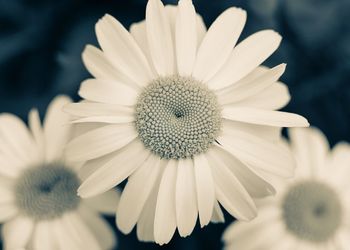 Close-up of white daisy flower