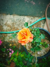 Close-up of yellow rose flower