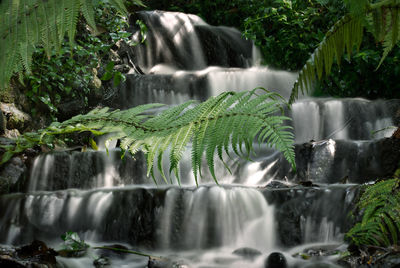 Scenic view of waterfall in forest