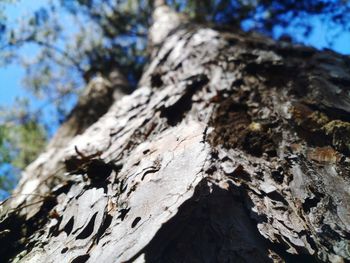 Close-up of tree trunk