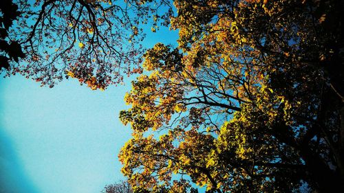 Low angle view of trees against clear sky