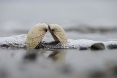 Close-up of bivalve type seashell on beach 